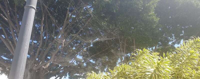 Imagen de la telaraña captada ayer al mediodía en la plaza de San Juan/TA.